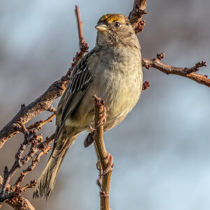 Golden-crowned Sparrow.jpg