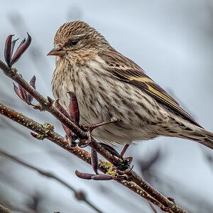 Pine Siskin.jpg