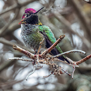 Anna's Hummingbird.jpg