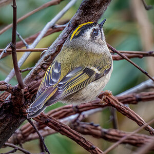 Golden-crowned Kinglet.jpg