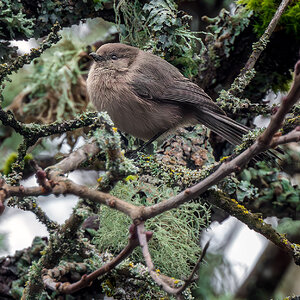 American Bushtit.jpg