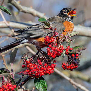 Robin Breakfast.jpg