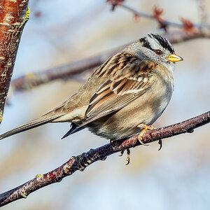 White-crowned Sparrow.jpg