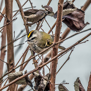 Golden-crowned Kinglet & branches.jpg