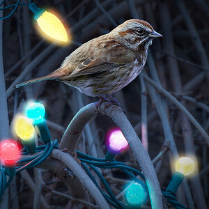 Song Sparrow XMas.jpg