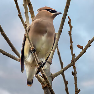 Cedar Waxwing.jpg