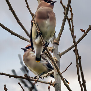 Cedar Waxwings sm.jpg