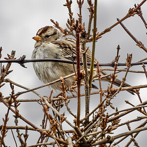 White-crowned Sparrow.jpg