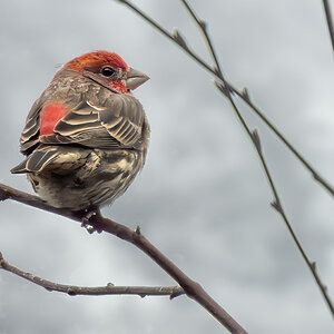 House Finch.jpg