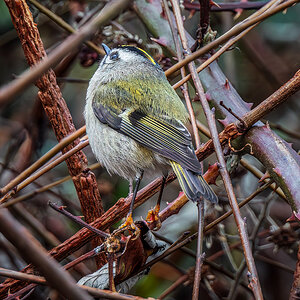 Golden-crowned Kinglet back.jpg