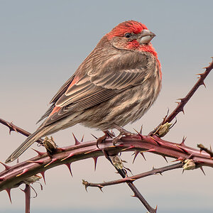 House Finch.jpg