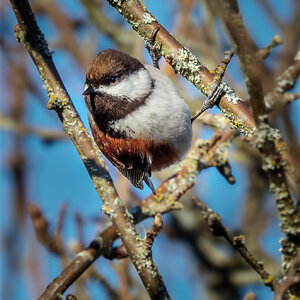 Chestnut-backed Chickadee.jpg