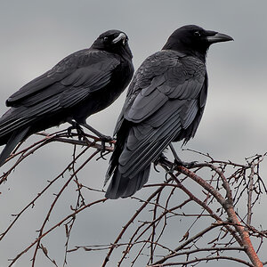 Crow pair.jpg