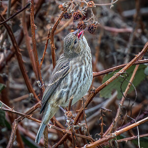 House Finch reaching.jpg