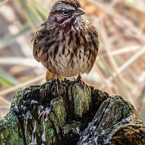 Song Sparrow stumped.jpg