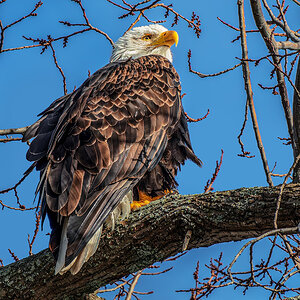 Bald Eagle.jpg