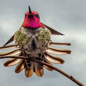 Anna's Hummingbird tail feathers sm.jpg