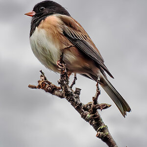 Dark-eyed Junco.jpg