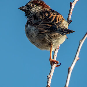 House Sparrow.jpg