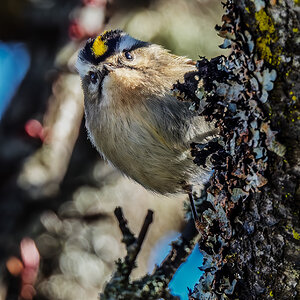 Golden-crowned Kinglet.jpg