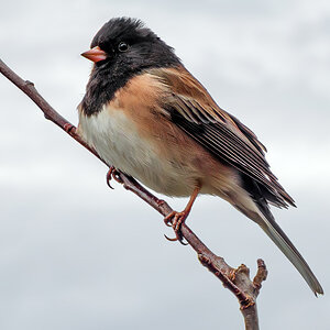 Dark-eyed Junco.jpg