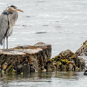 Blue Heron and Harlequin Duck.jpg