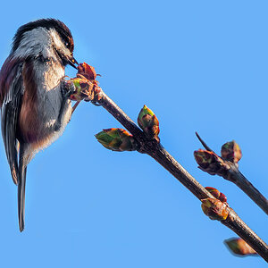 Chestnut-backed Chickadee eating.jpg