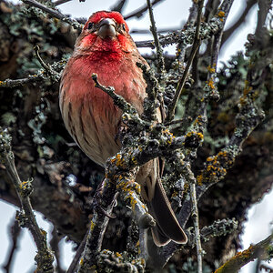 House Finch.jpg