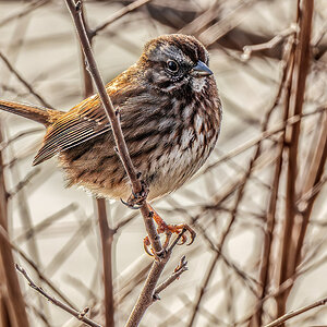 Song Sparrow on branch.jpg