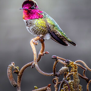 Anna's Hummingbird throat.jpg