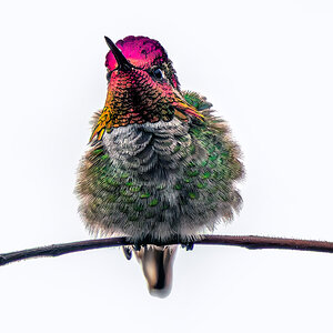 Anna's Hummingbird puffed up.jpg