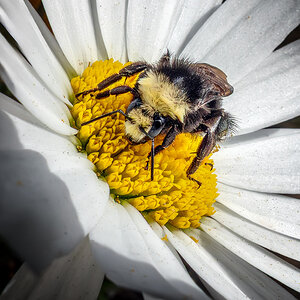 Yellow-faced Bumblebee.jpg