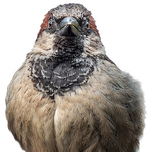 House Sparrow Portrait.jpg