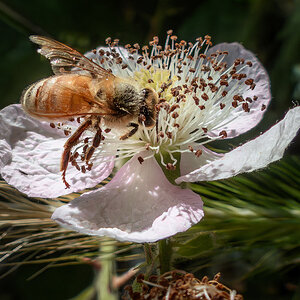 Western Honey Bee.jpg