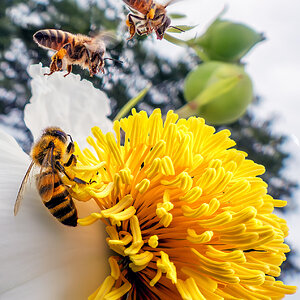 Three Western Honey Bees.jpg