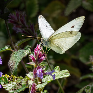 Cabbage White Butterfly.jpg