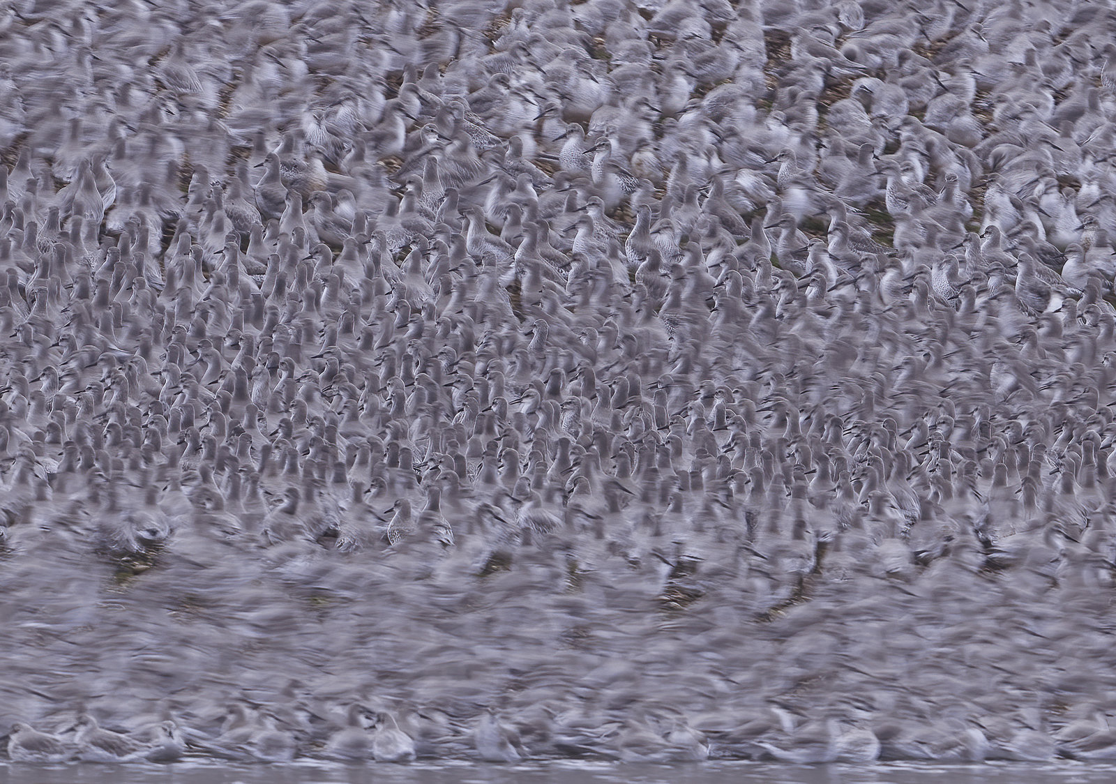 1 Bird 2021 - Fury of the Flock b.jpg