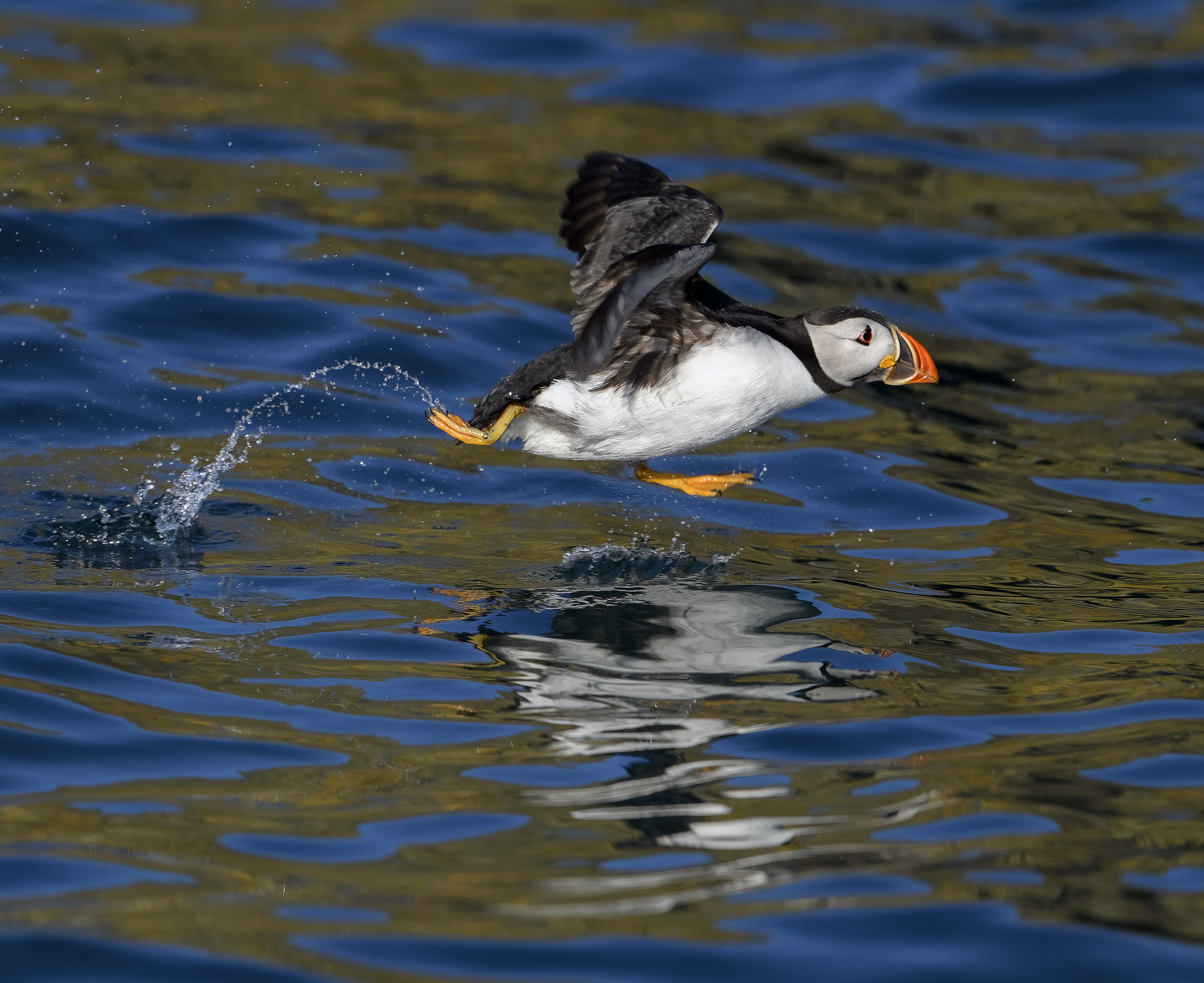 1 Bird 2021 - Puffin walking like an Egyptian.jpg