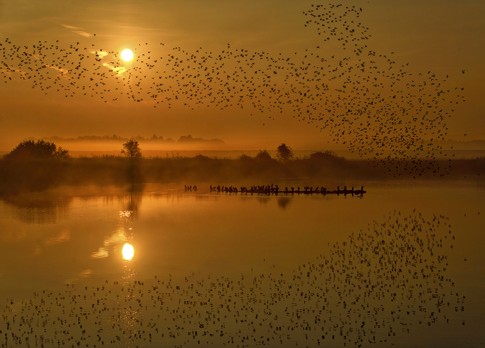 1 Birds 2021 - Knot at sunrise.jpg