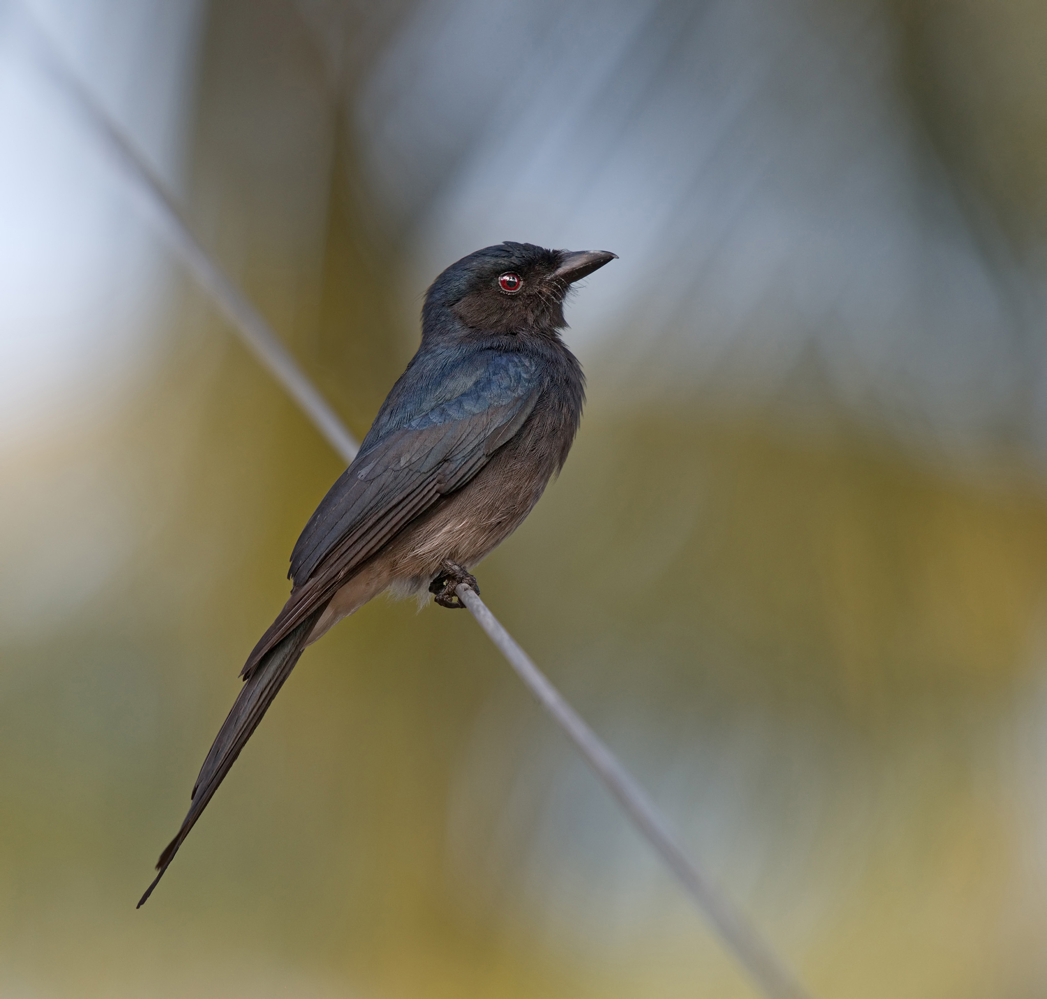 1 White Bellied Drongo sf.jpg