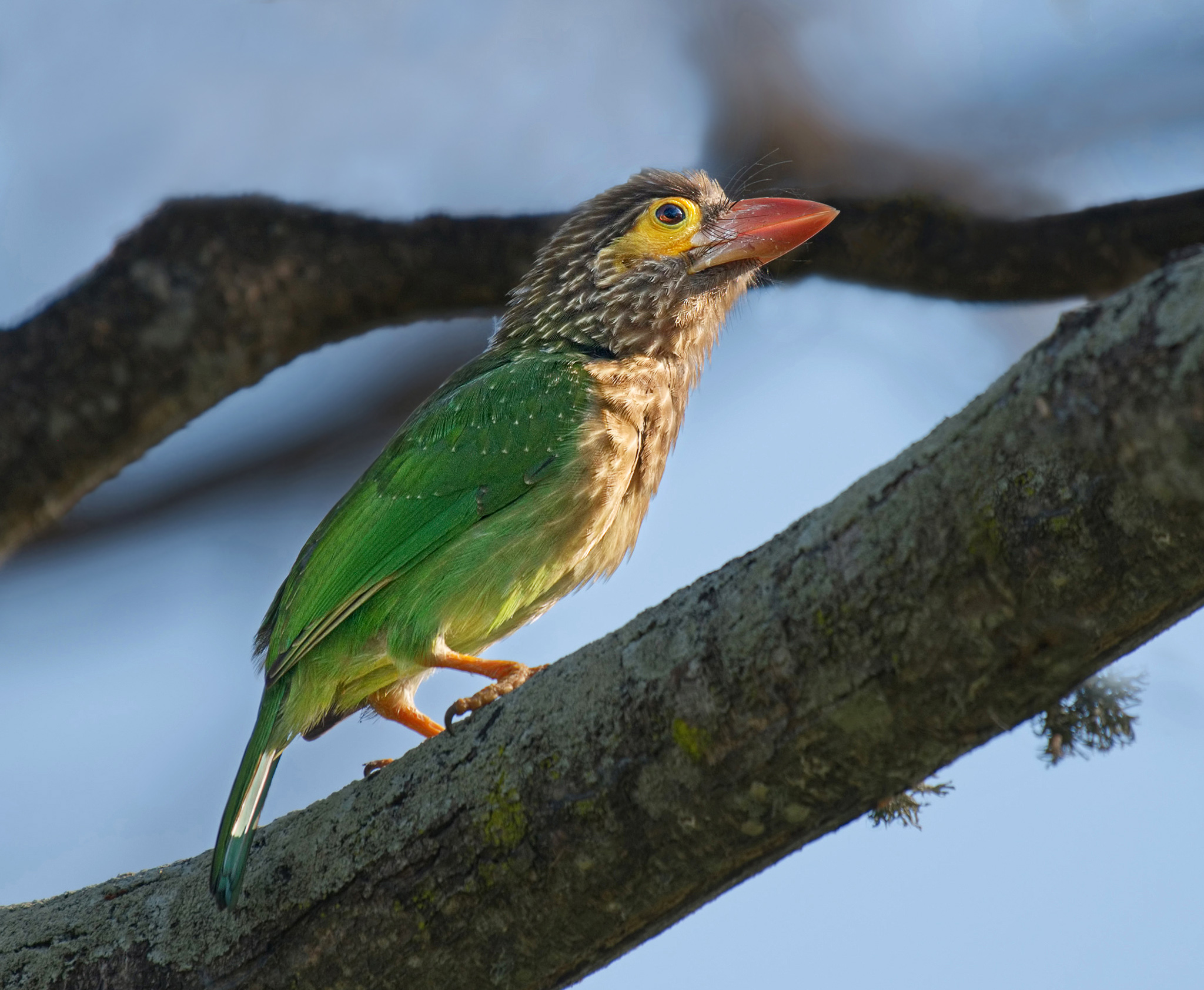 2 Brown Headed Barbet sf a.jpg