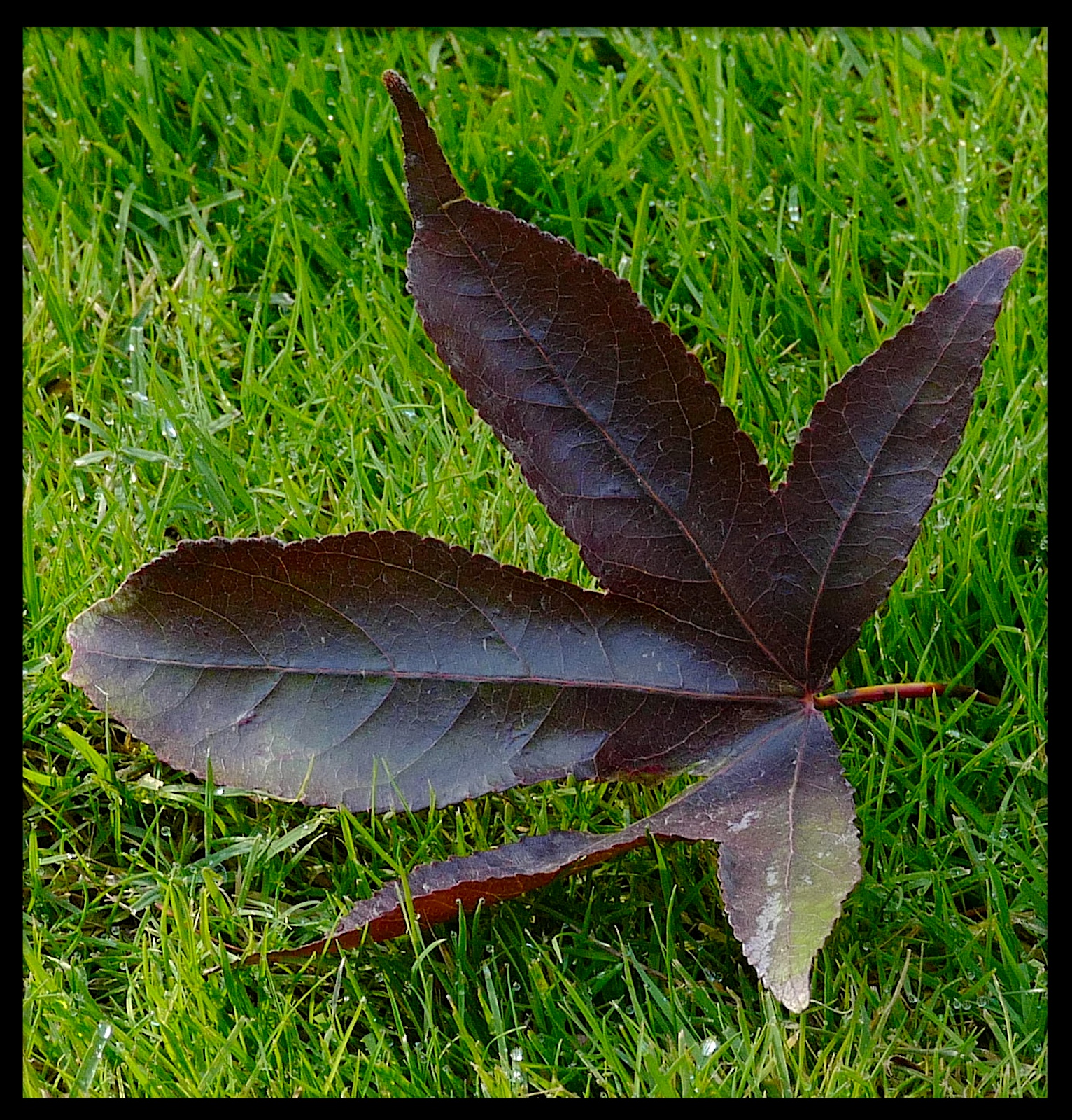2023-11-19 at 1.53.27 PMLeaves.JPG