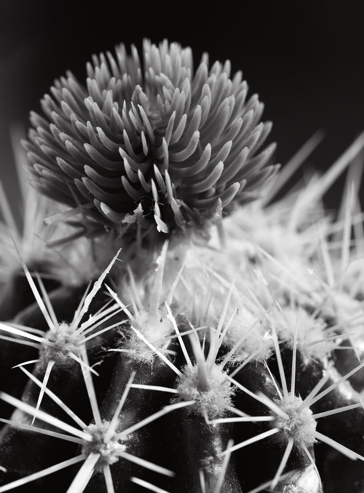 2023_8_26 Cactus 2.jpg