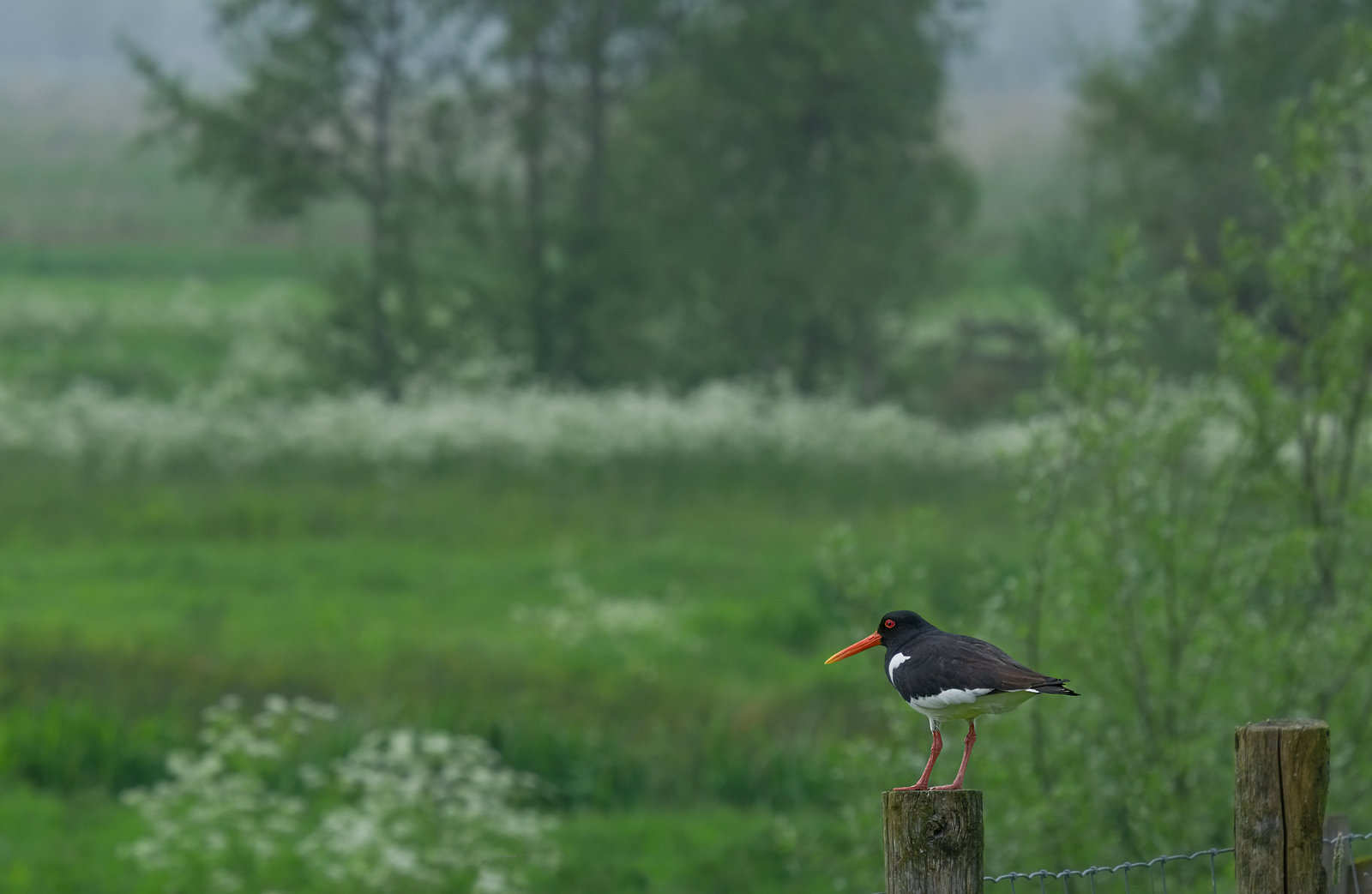 23-05-08D-DPR.jpg