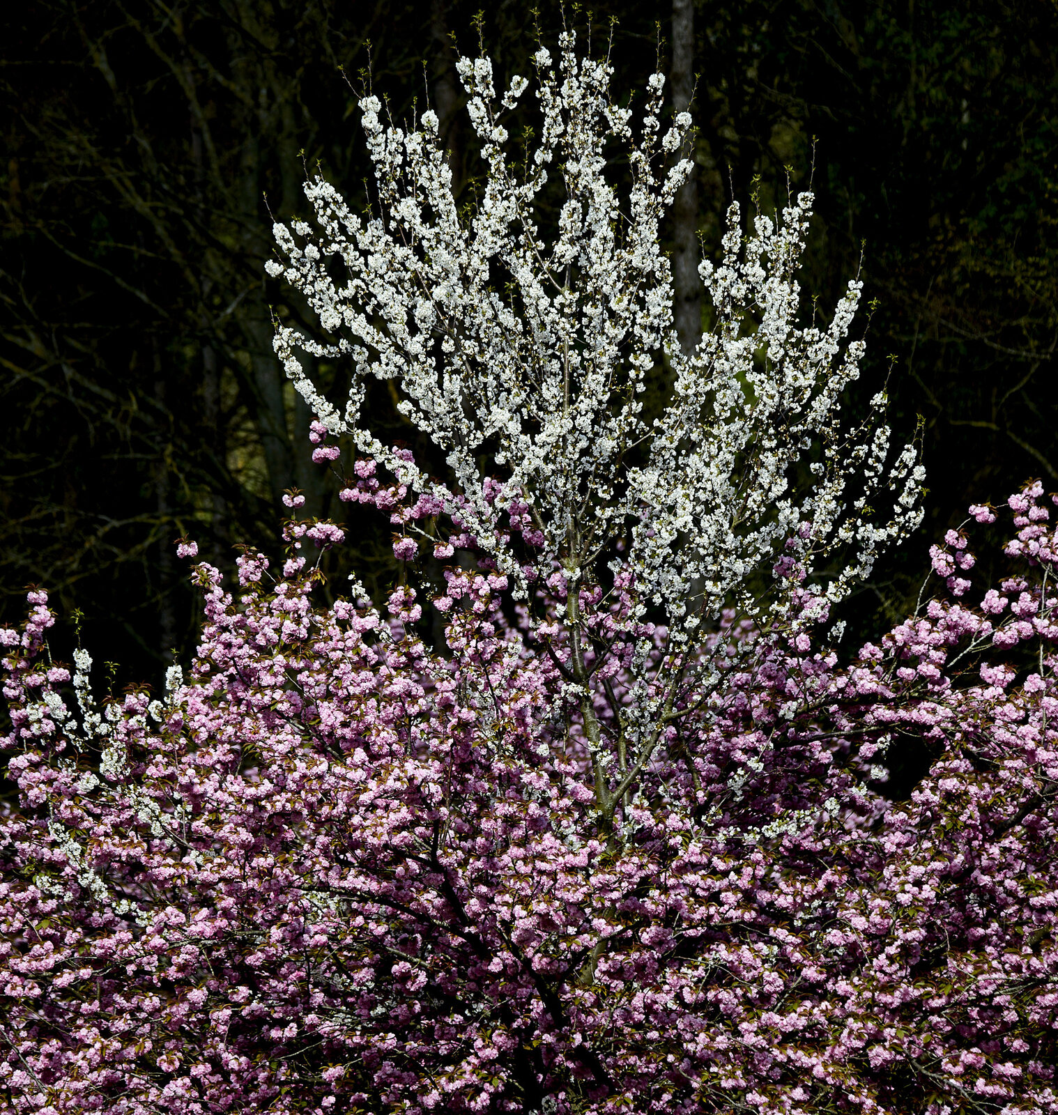 850_6301.jpg
