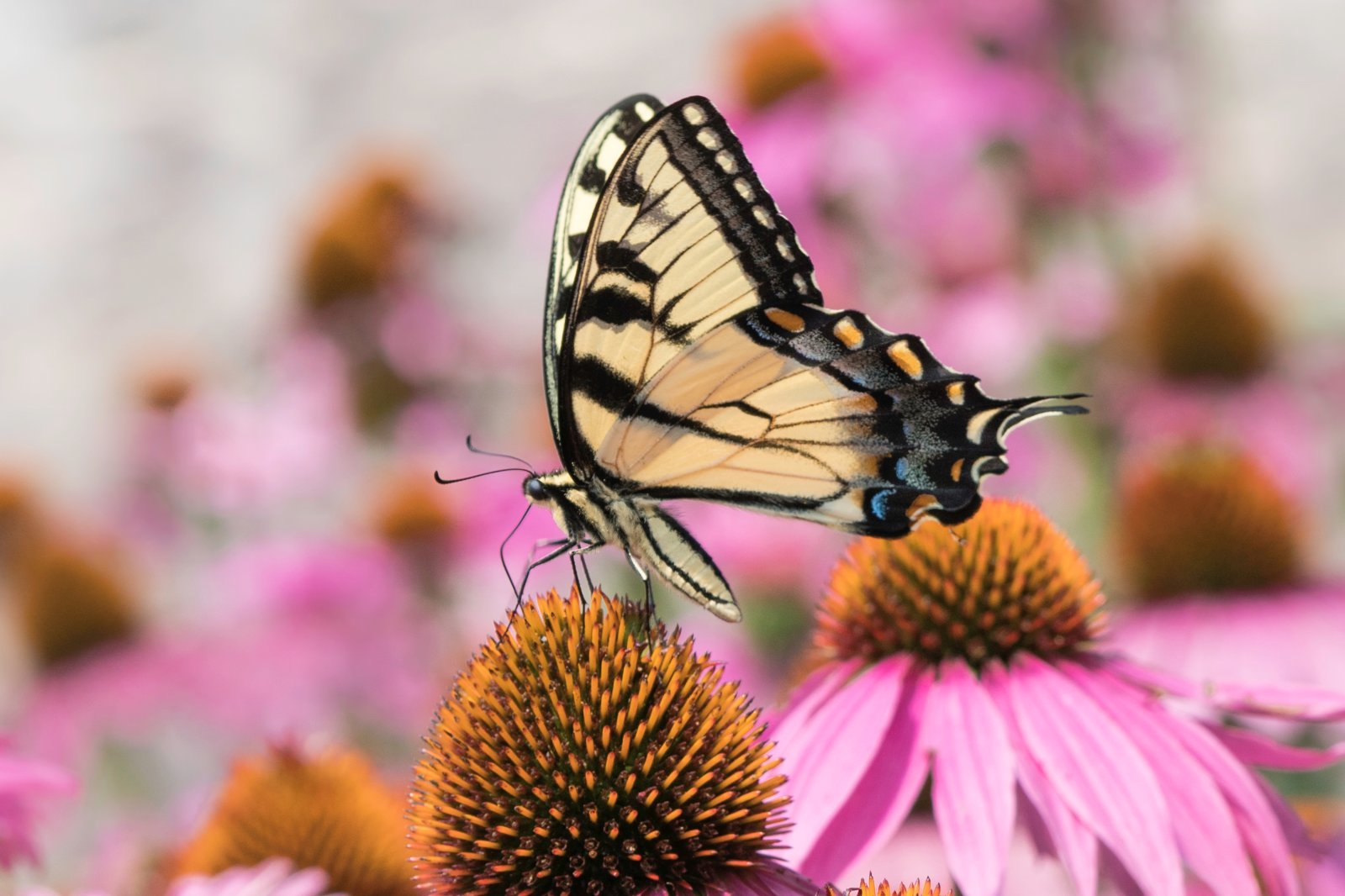 _DSC2517-Edit-2-1.jpg