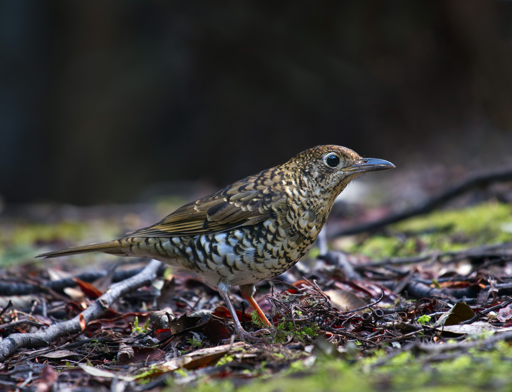 a Bassian Thrush DSC_6637.jpg