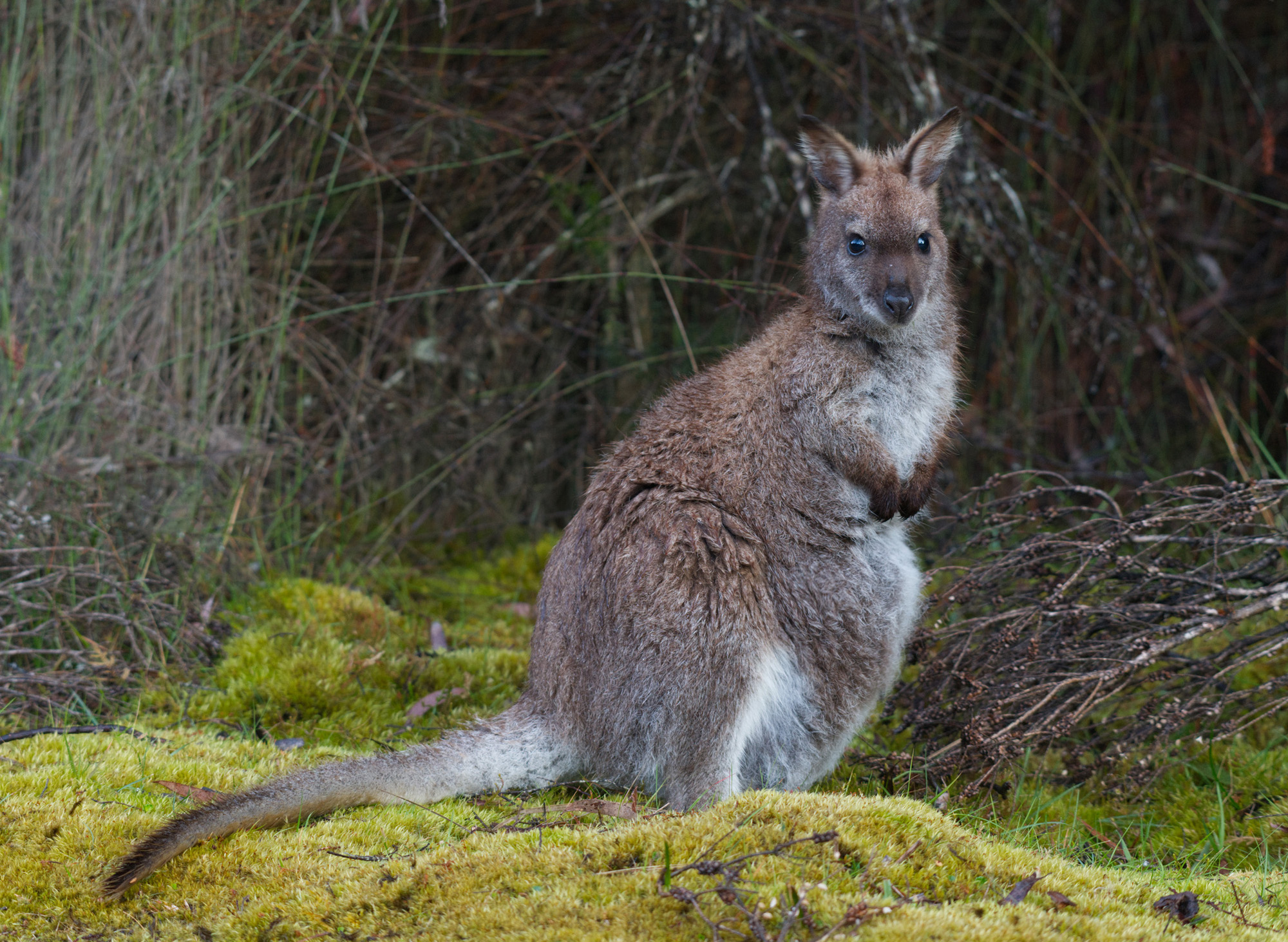 a Bennetts Wallaby normal colour DSC_3709.jpg
