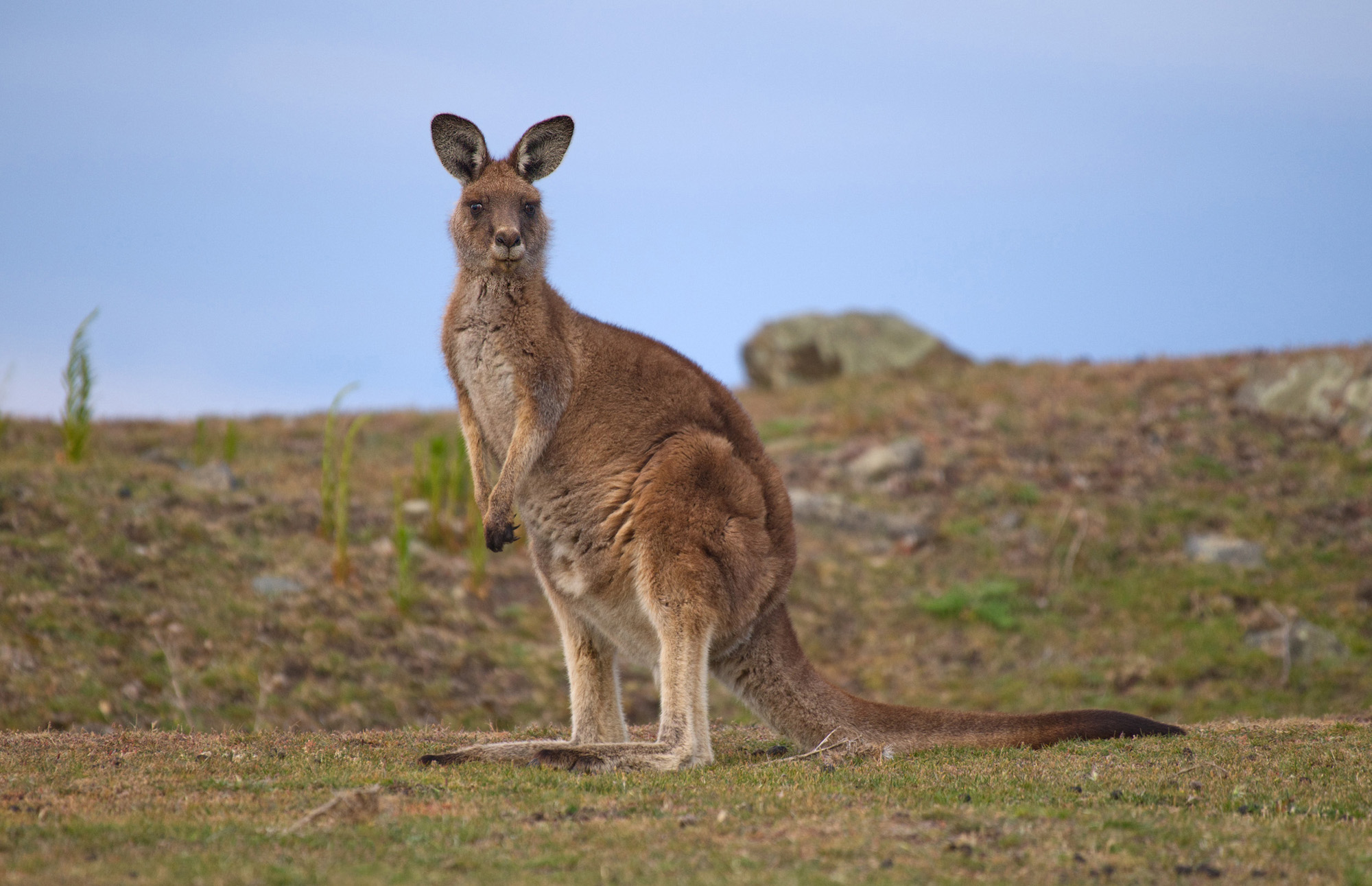 a Forresters Kangaroo (Eastern Red on mainland)DSC_0754.jpg