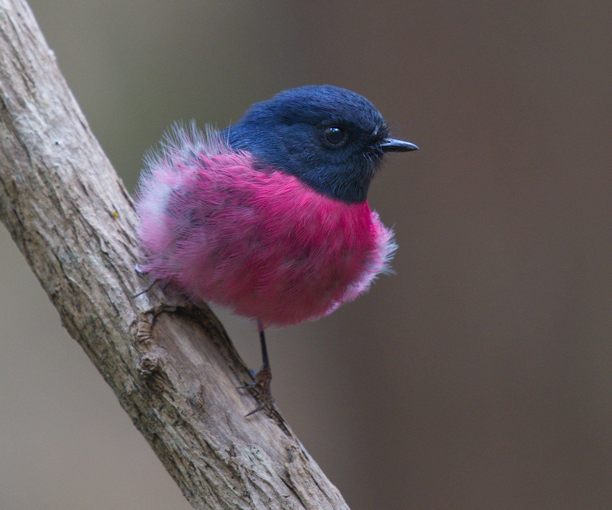 a Pink Robin head on display DSC_6507 .jpg
